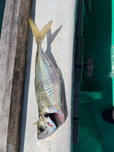 落とし込み釣り間に合ったけど