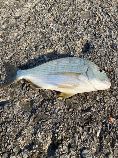 久しぶりの海釣りで