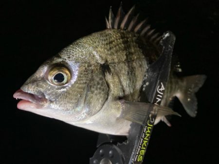 アジ探しに！今夜は釣れるかな？