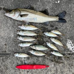 エビ撒きで２０センチアジ釣れてます