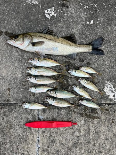 エビ撒きで２０センチアジ釣れてます