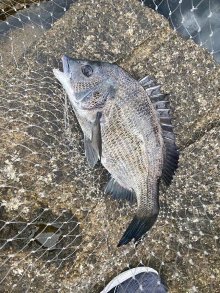 フカセチヌ釣り