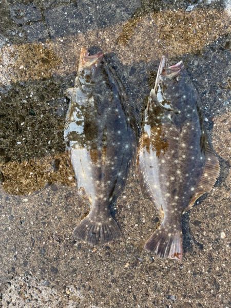 そこそこ　底の魚