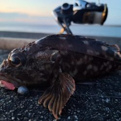 ロックフィッシュ釣行