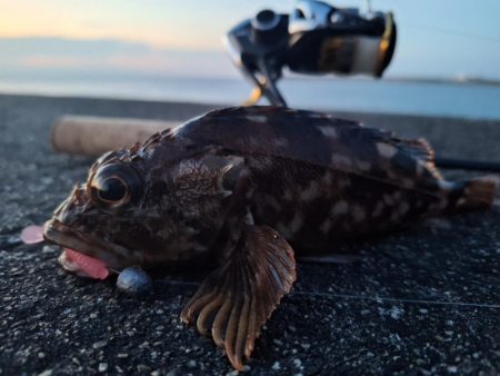 ロックフィッシュ釣行