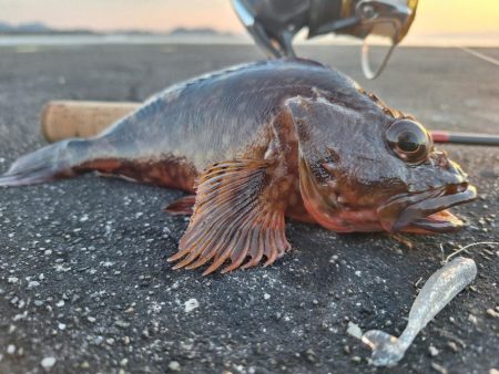 ロックフィッシュ釣行