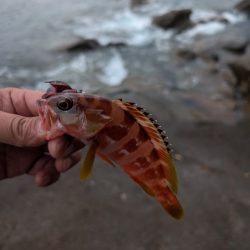 陸っぱり釣行記