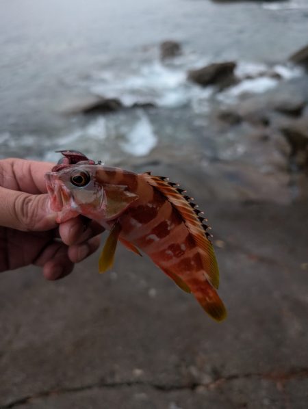 陸っぱり釣行記