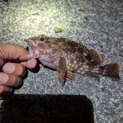 陸っぱり釣行記