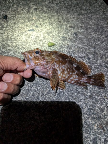 陸っぱり釣行記