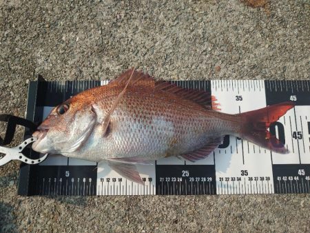 真鯛狙いのカゴ釣り🎣