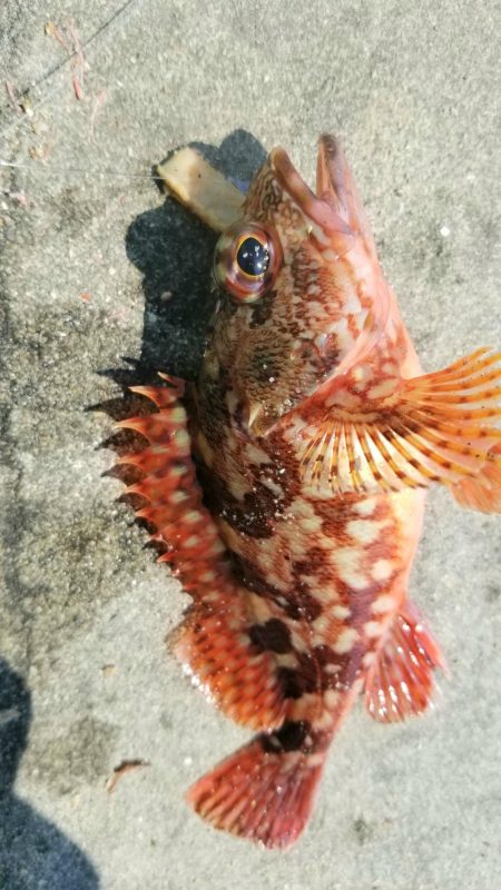 浜の宮ビーチとマリーナシティ大波止