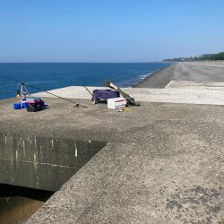 琴ヶ浜　コショウダイ