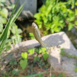 京都南部でタナゴ釣り