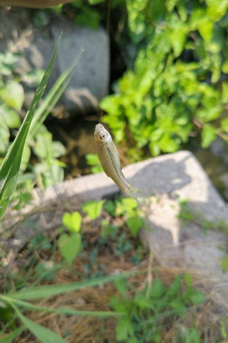 京都南部でタナゴ釣り