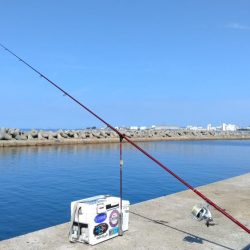 魚住漁港のキス調査