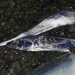 大サバよく釣れた！夏タチウオも！