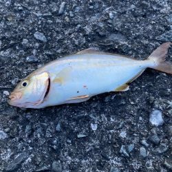 久しぶりの海釣りで