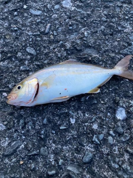 久しぶりの海釣りで