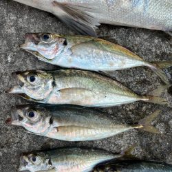 エビ撒きで２０センチアジ釣れてます