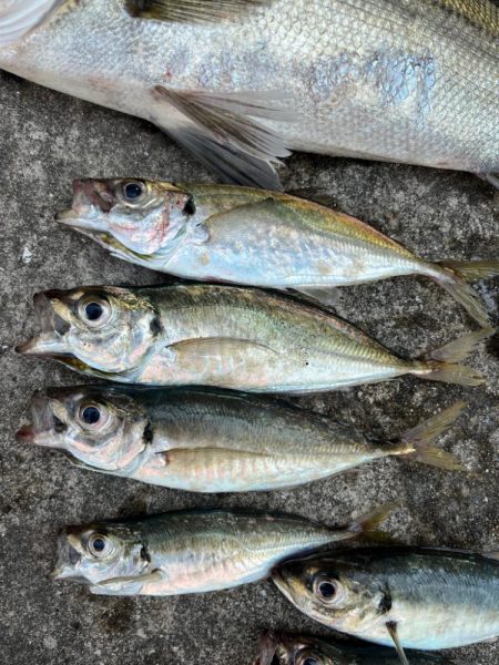 エビ撒きで２０センチアジ釣れてます