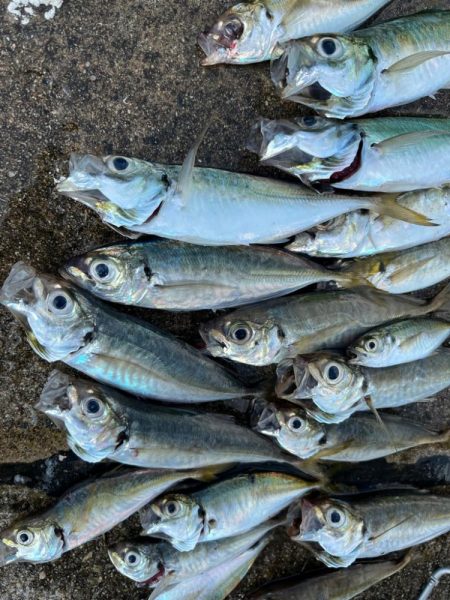 朝のアジ釣れてます