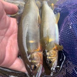 夏休みの鮎釣り