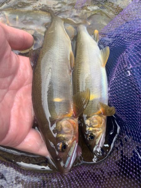 夏休みの鮎釣り