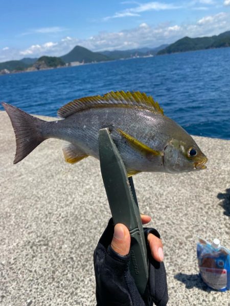 真夏の小浦一文字