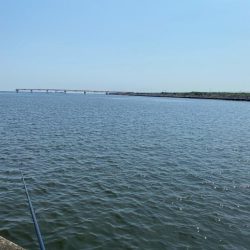 東京湾ハゼ釣り