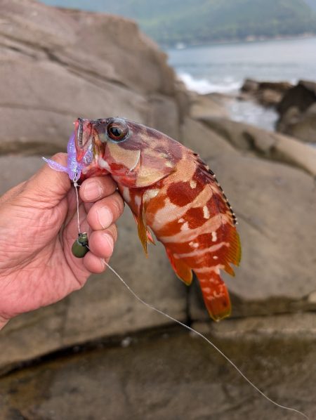 陸っぱり釣行記