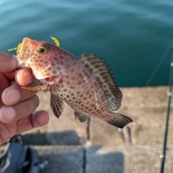 陸っぱり釣行記