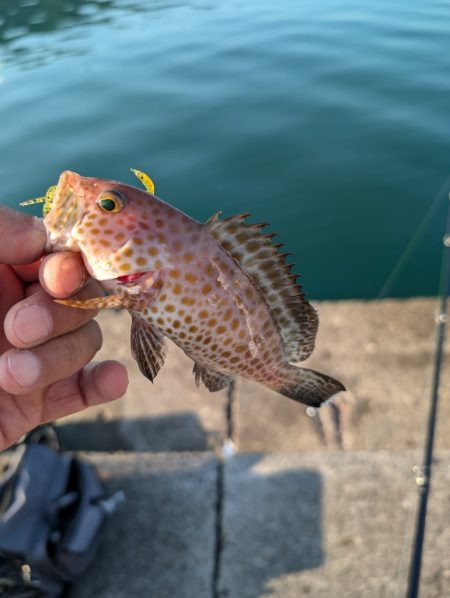 陸っぱり釣行記