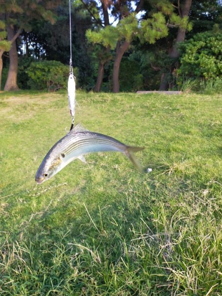 本命は釣れず