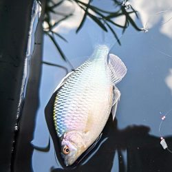 京都南部でタナゴ釣り