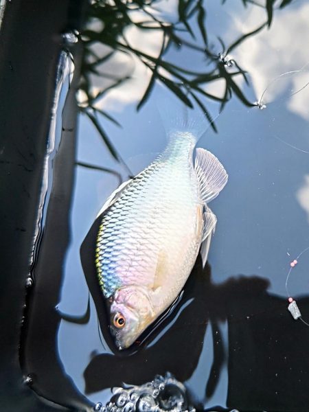 京都南部でタナゴ釣り