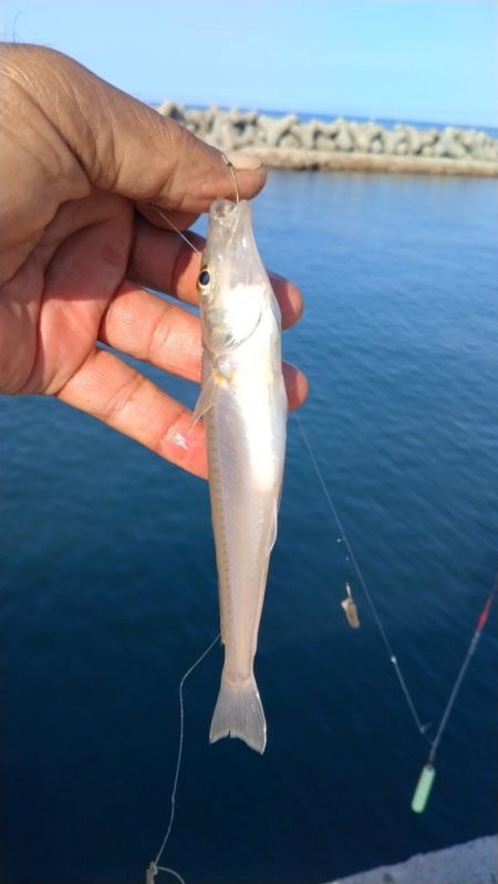 魚住漁港のキス調査