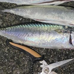 大サバよく釣れた！夏タチウオも！