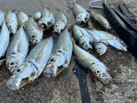 朝のアジ釣れてます