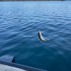 安定のアジ釣り