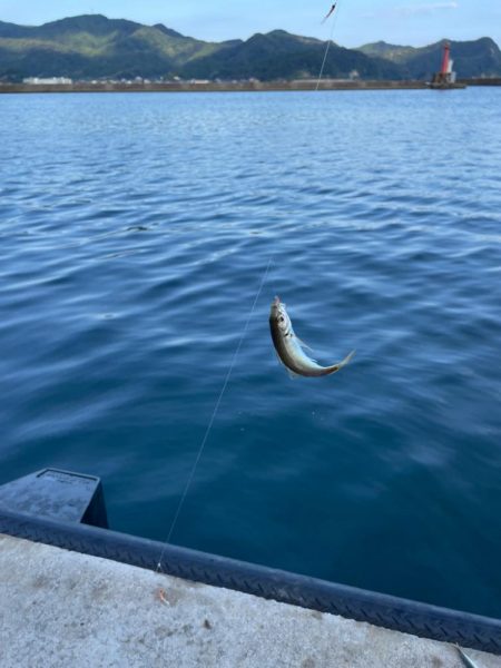 安定のアジ釣り