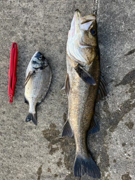 スズキ釣れました