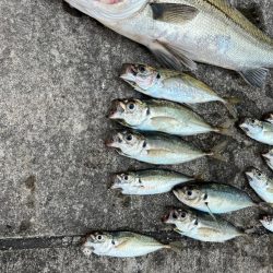 エビ撒きで２０センチアジ釣れてます