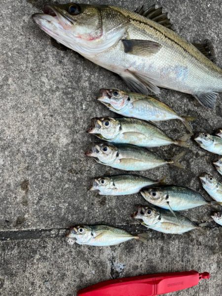 エビ撒きで２０センチアジ釣れてます