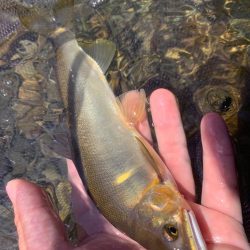 夏休みの鮎釣り