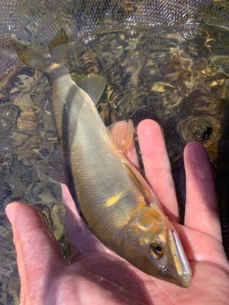 夏休みの鮎釣り