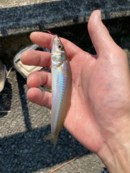 東京湾ハゼ釣り