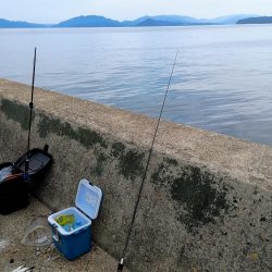 カマスの一夜干しを食べたくて