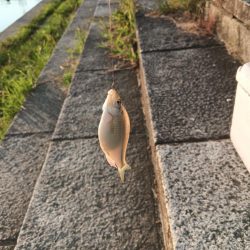 久しぶりのタナゴ釣り