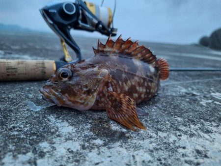 ロックフィッシュ釣行